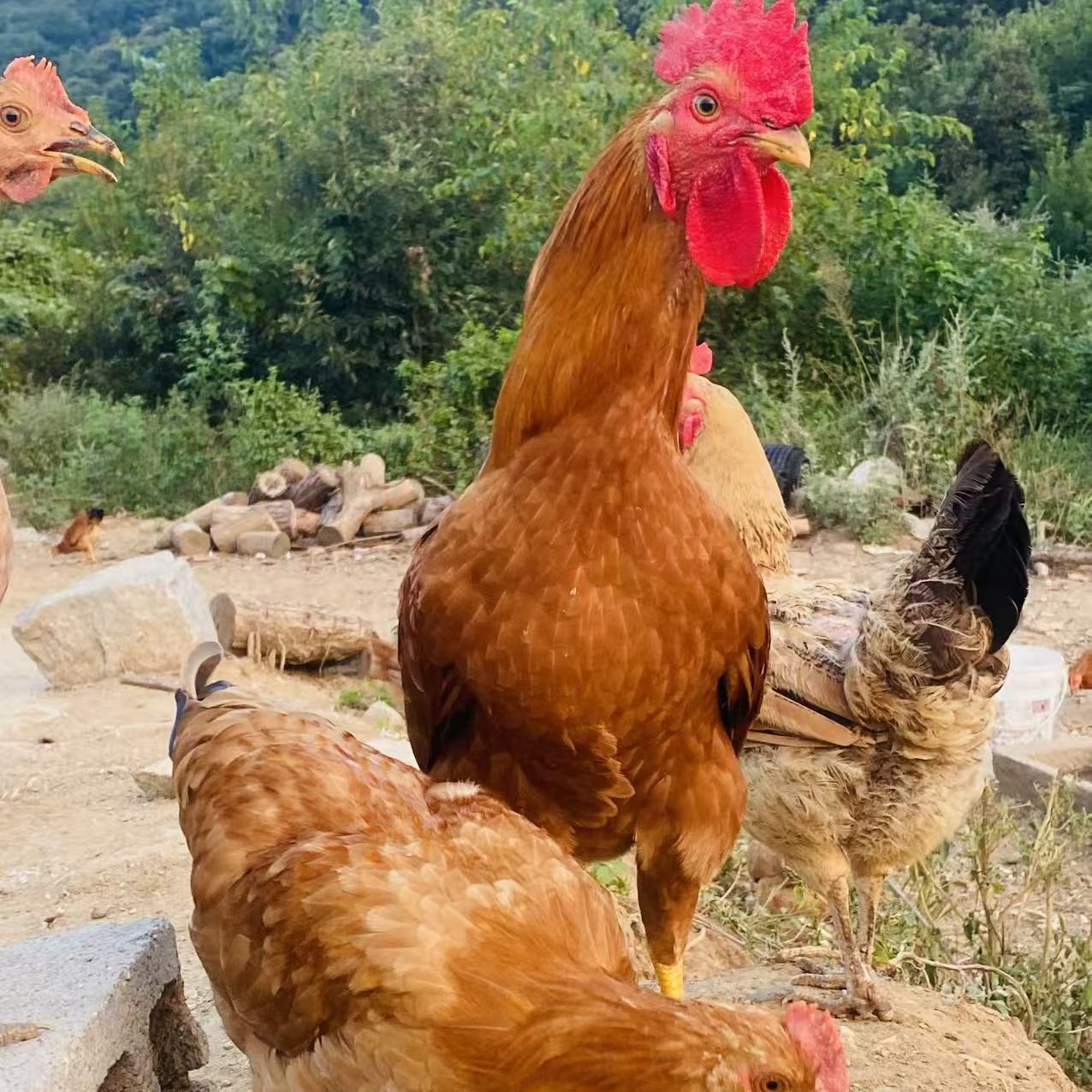 【红哥专属链接】食用农产品直播间专拍 阉鸡 包冰率10%以内