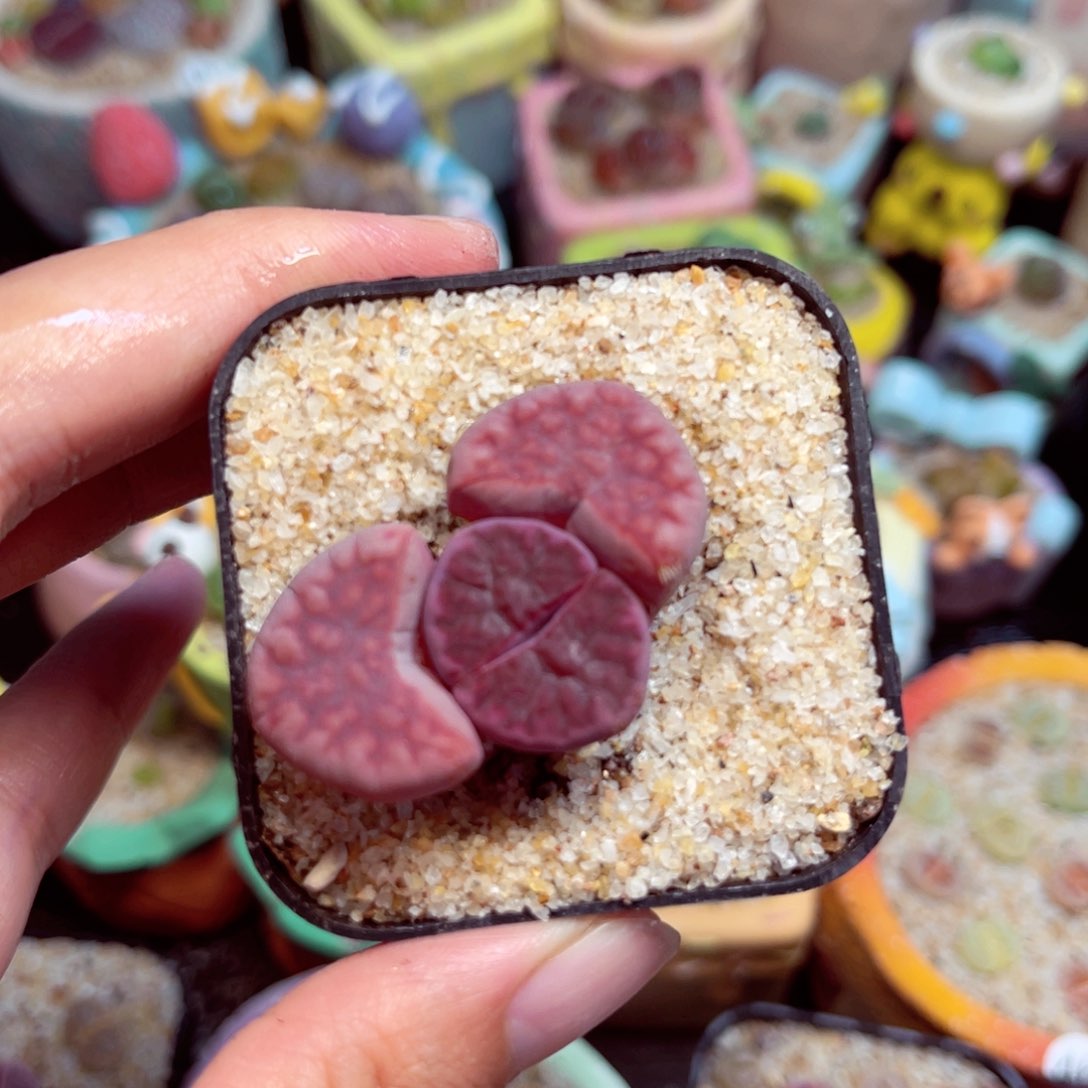 407. Ryuiitty679645773577