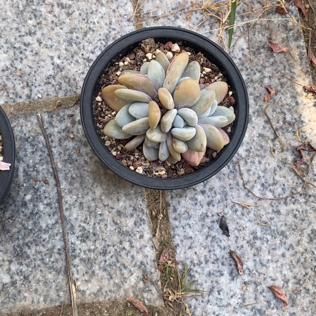 ?****4多肉植物粉兔叶插群