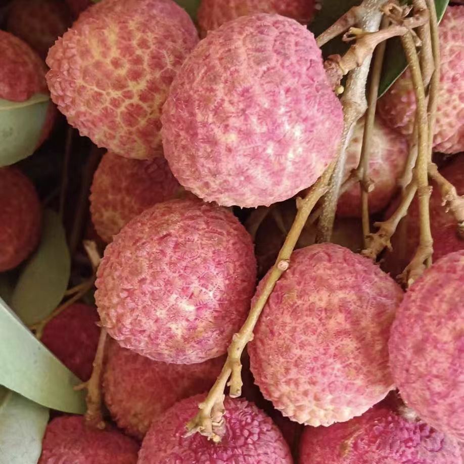 2025新鲜高州老树白腊新兴荔枝广东茂名现摘大水果5斤当天采摘