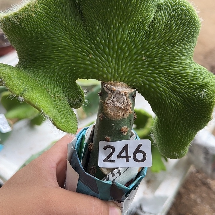 用***5无花朵嫁接青蛇缀246
