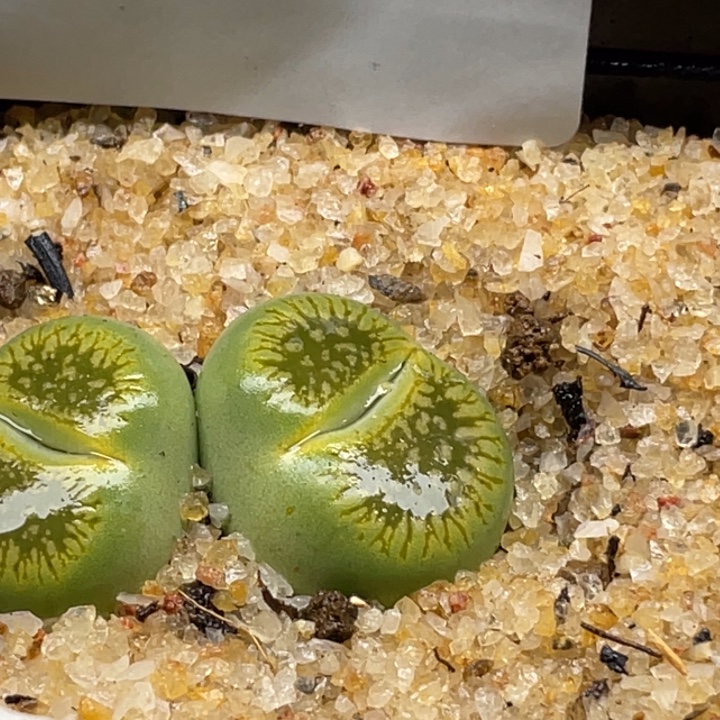 801母本绿光阳带盆