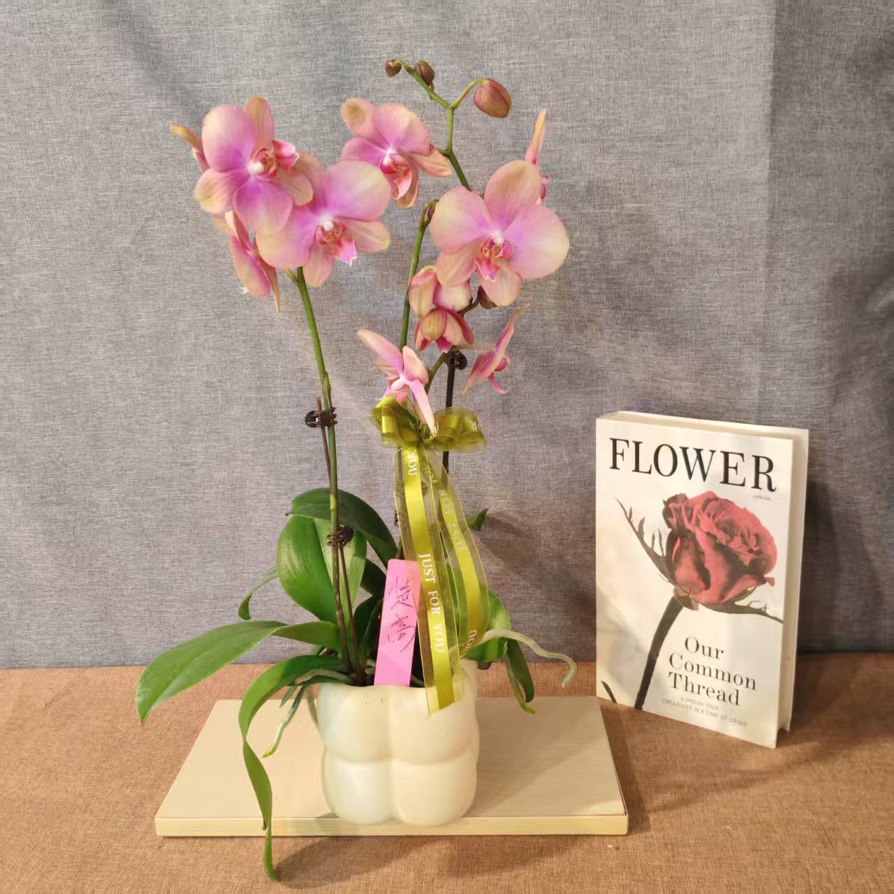 鲜花【梵高】蝴蝶兰室内种植观赏送礼带花发货