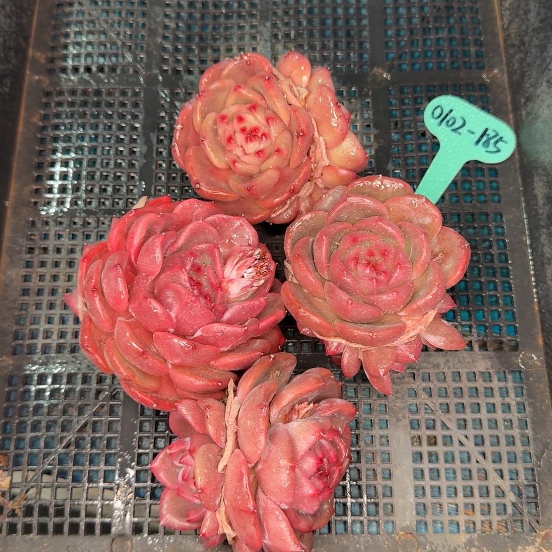 从前慢多肉精选编号0102.185