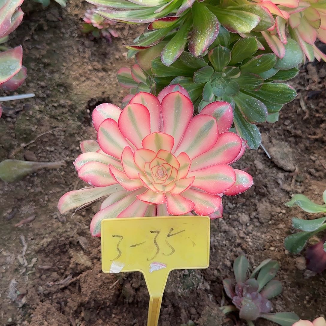 奶***甜3-35---多头多肉植物