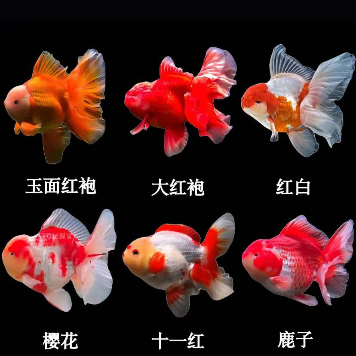 千褶泰狮冷水观赏鱼