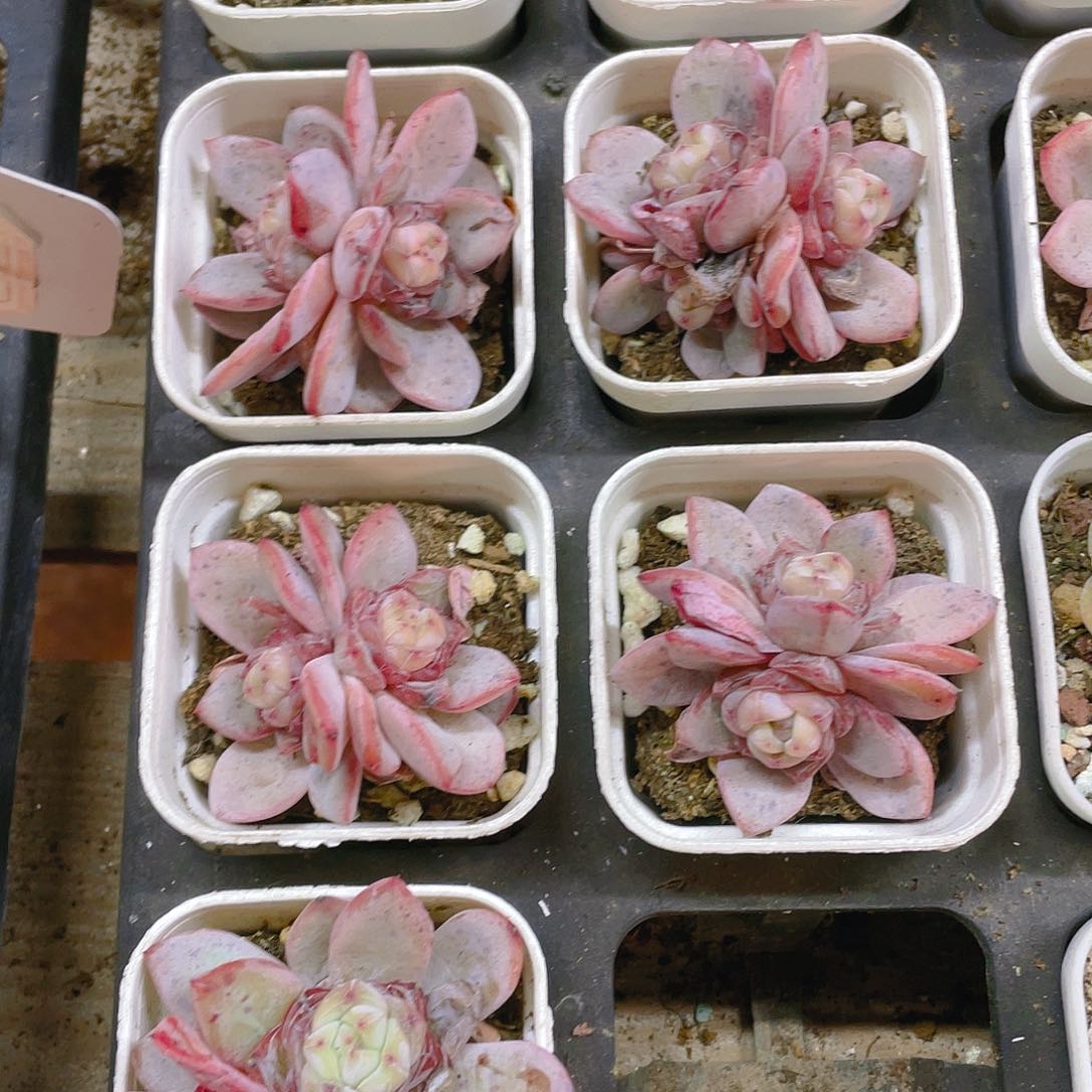 星星珍妮盆一个满25包邮