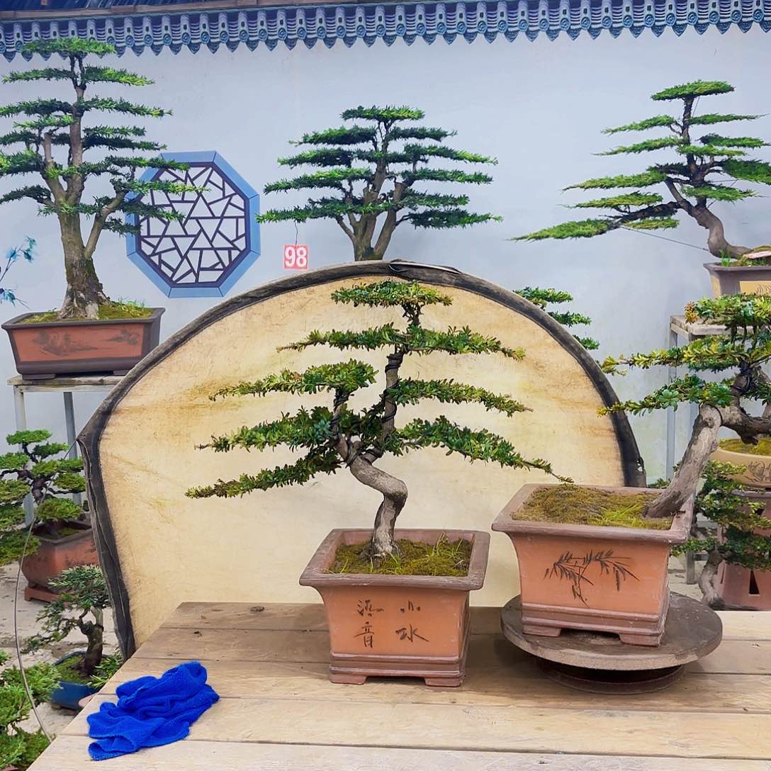 木红芽罗汉松带盆