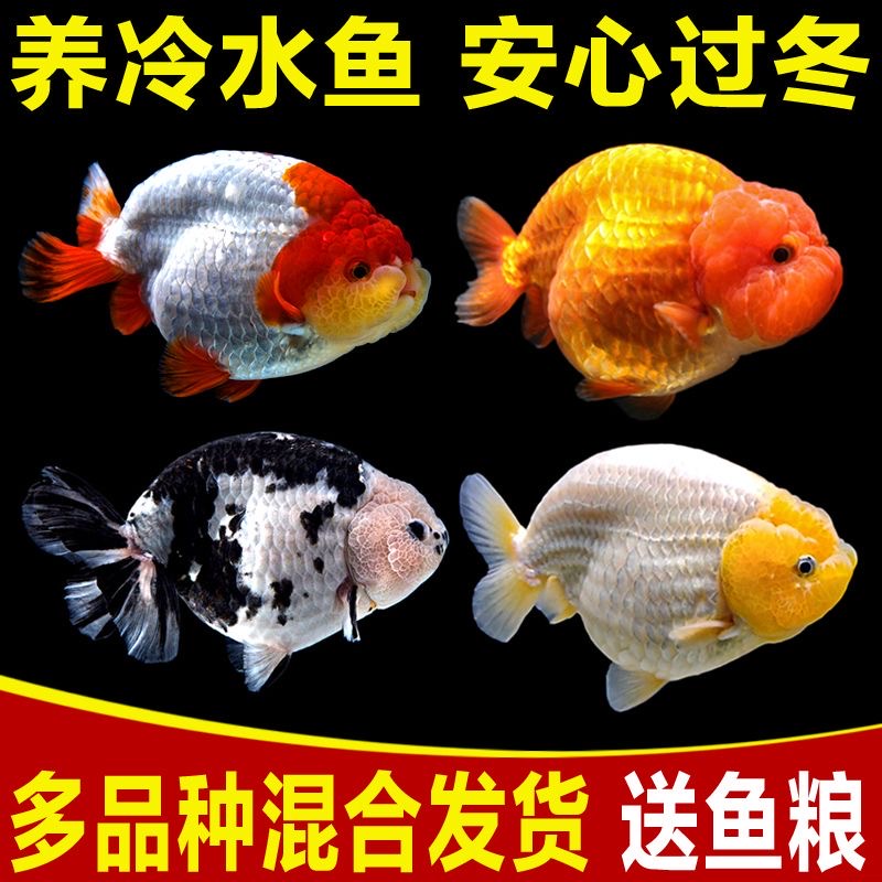 直播自选兰寿链接
