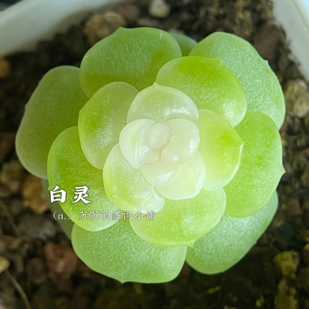 新品白灵多肉叶插苗，一物一拍，4公分盆口，包正版，本店满38包邮 