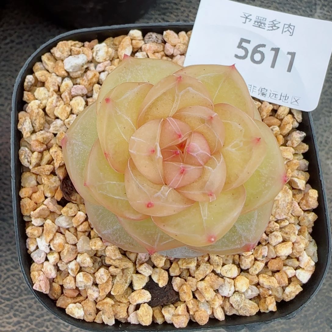 灵泽珍妮，5611多肉