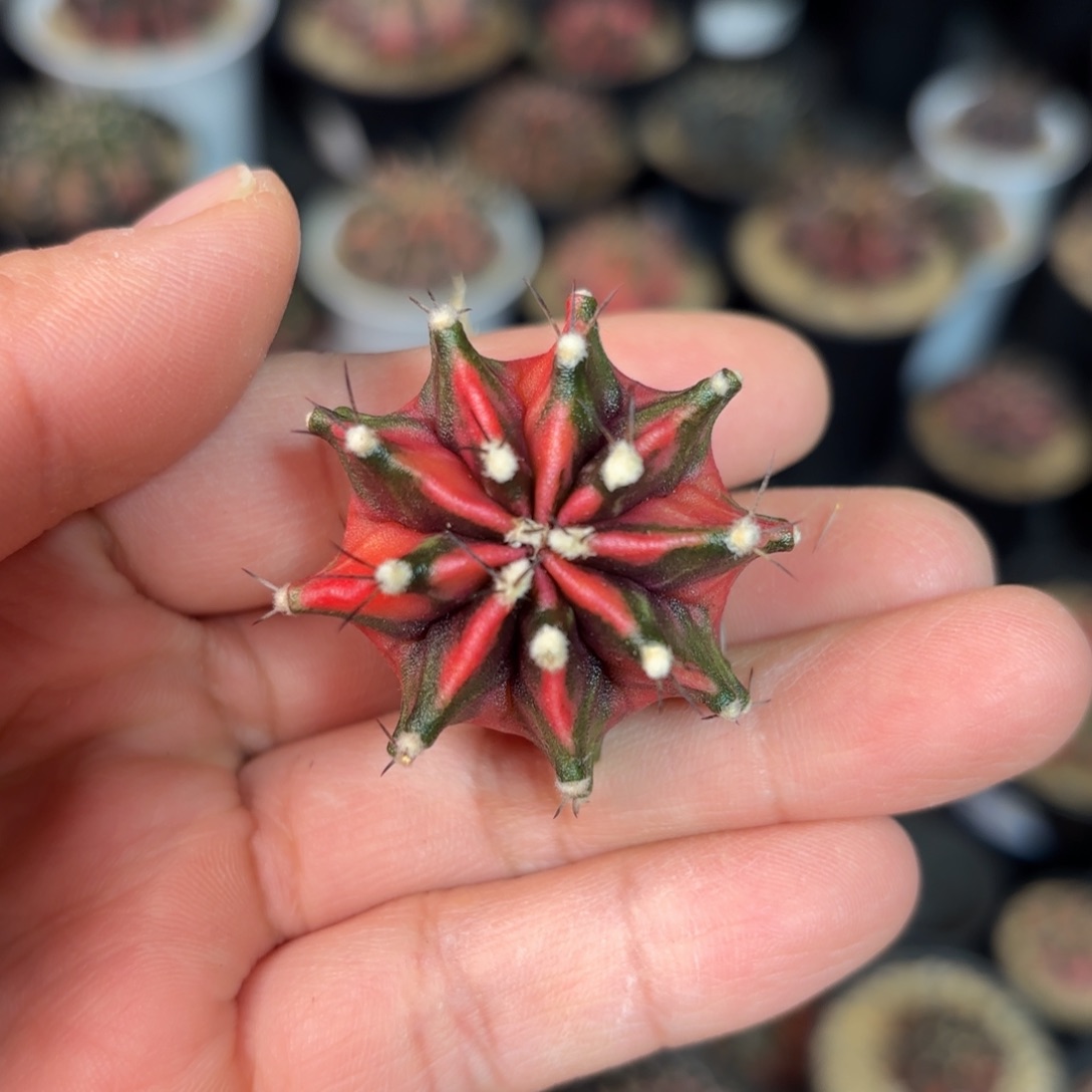 泰系米哈仙人球母本8888