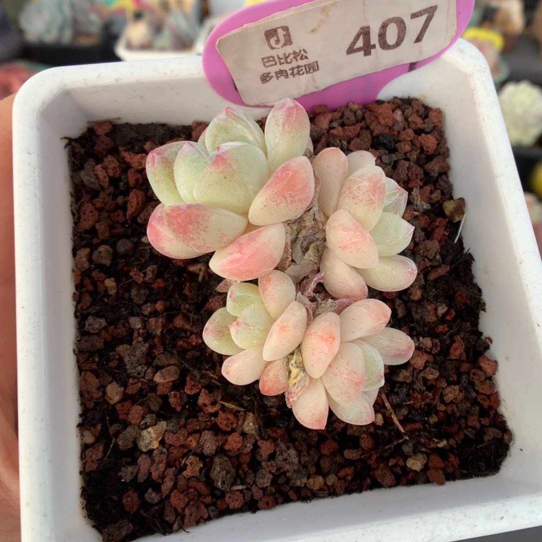 407四头奶油冰玉多肉植物