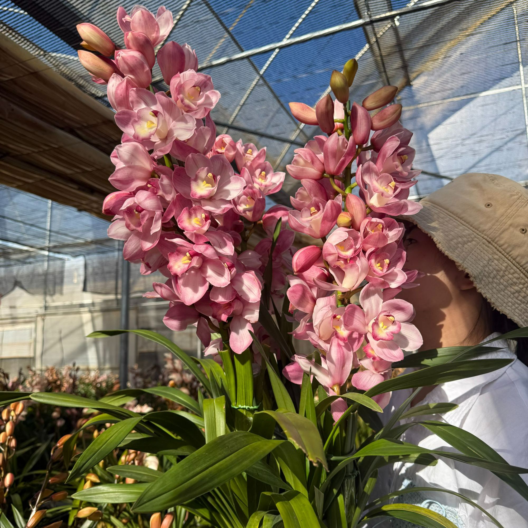 花知述园艺烛光4枝花剑大花蕙兰年宵花室内阳台花苞发货（211）