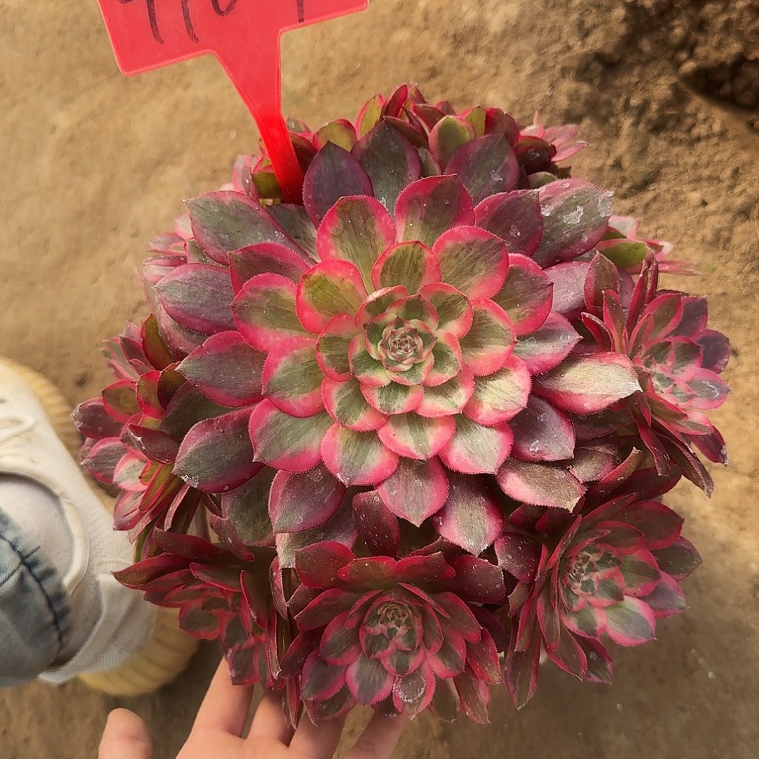 4107云荷多肉法师