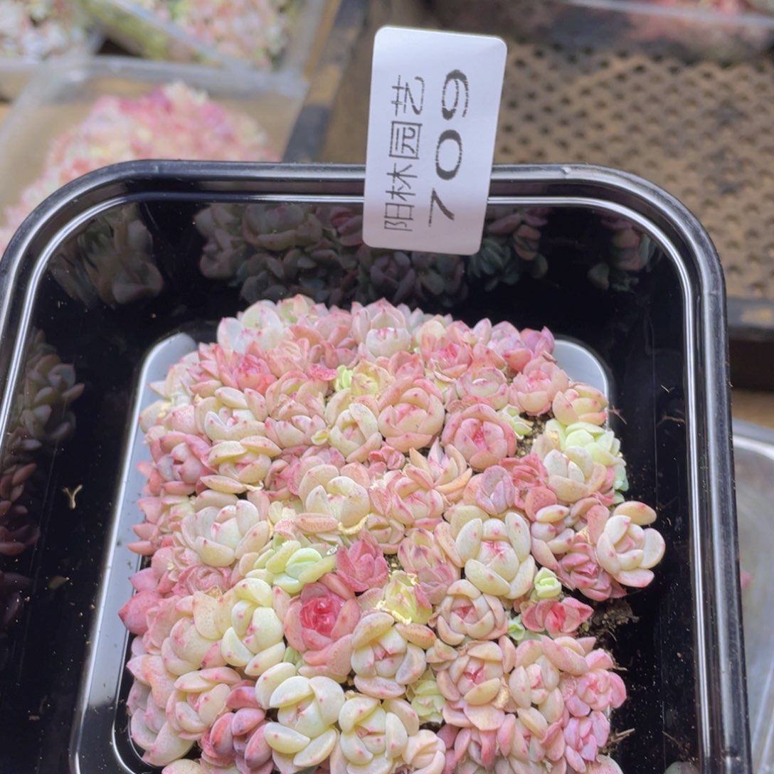 多肉植物多肉植物709