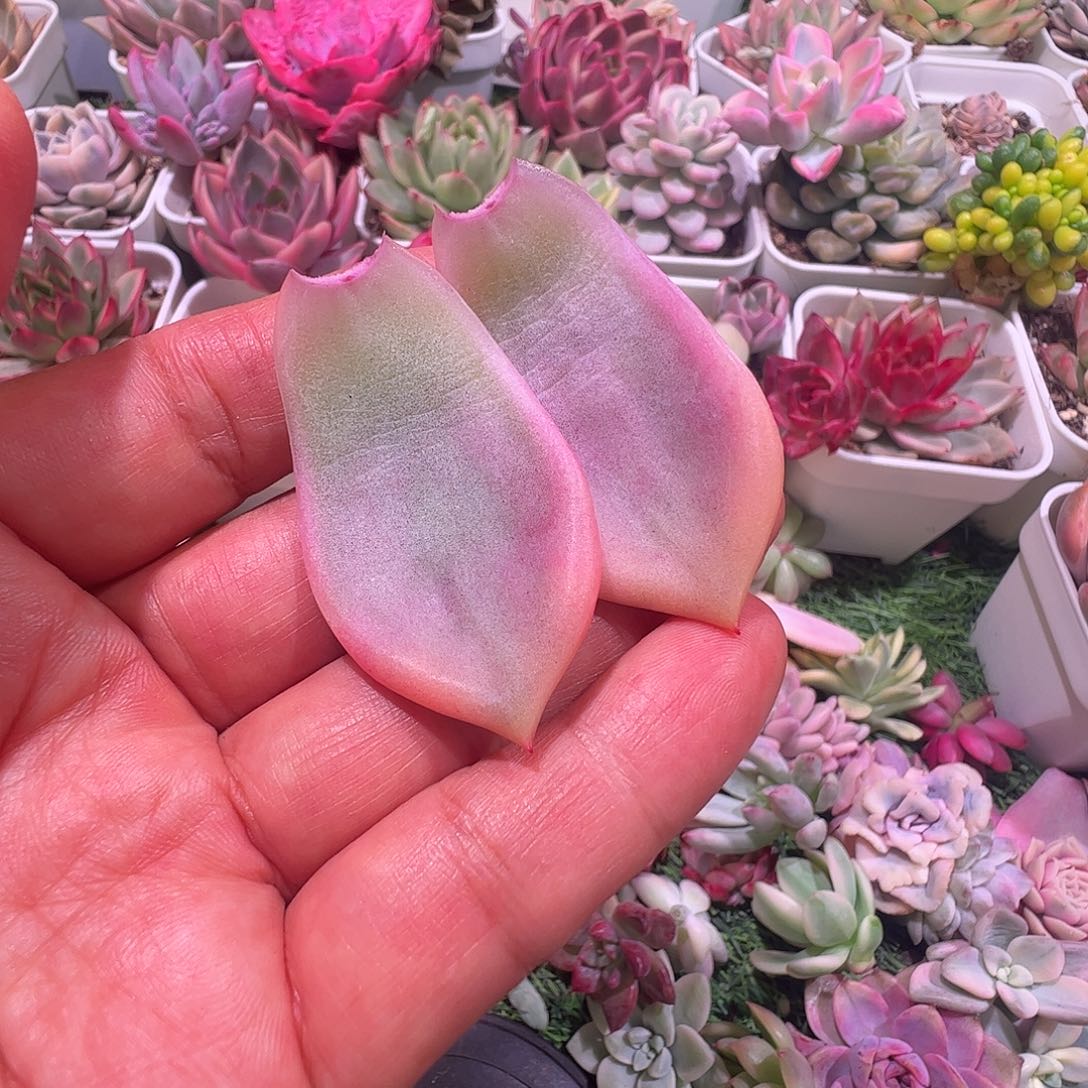 大***李多肉植物多肉植物