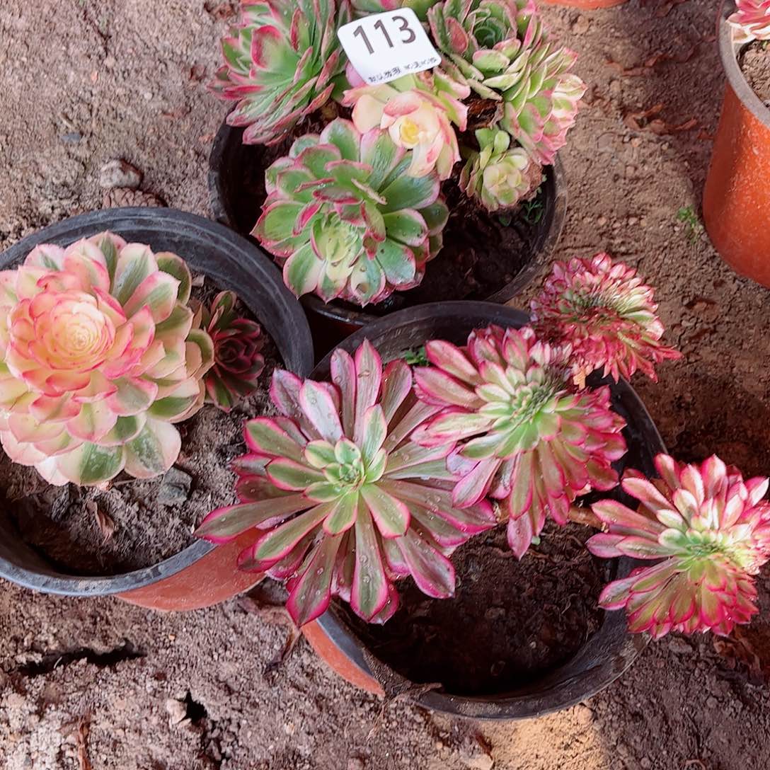 无花朵多肉植物组合113