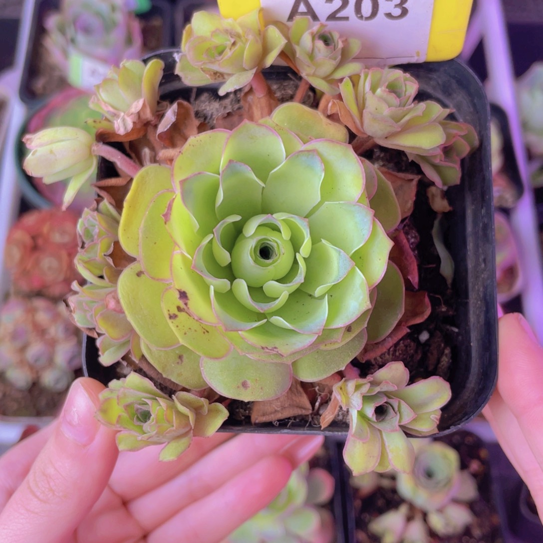 单品一物一拍203号山地玫瑰