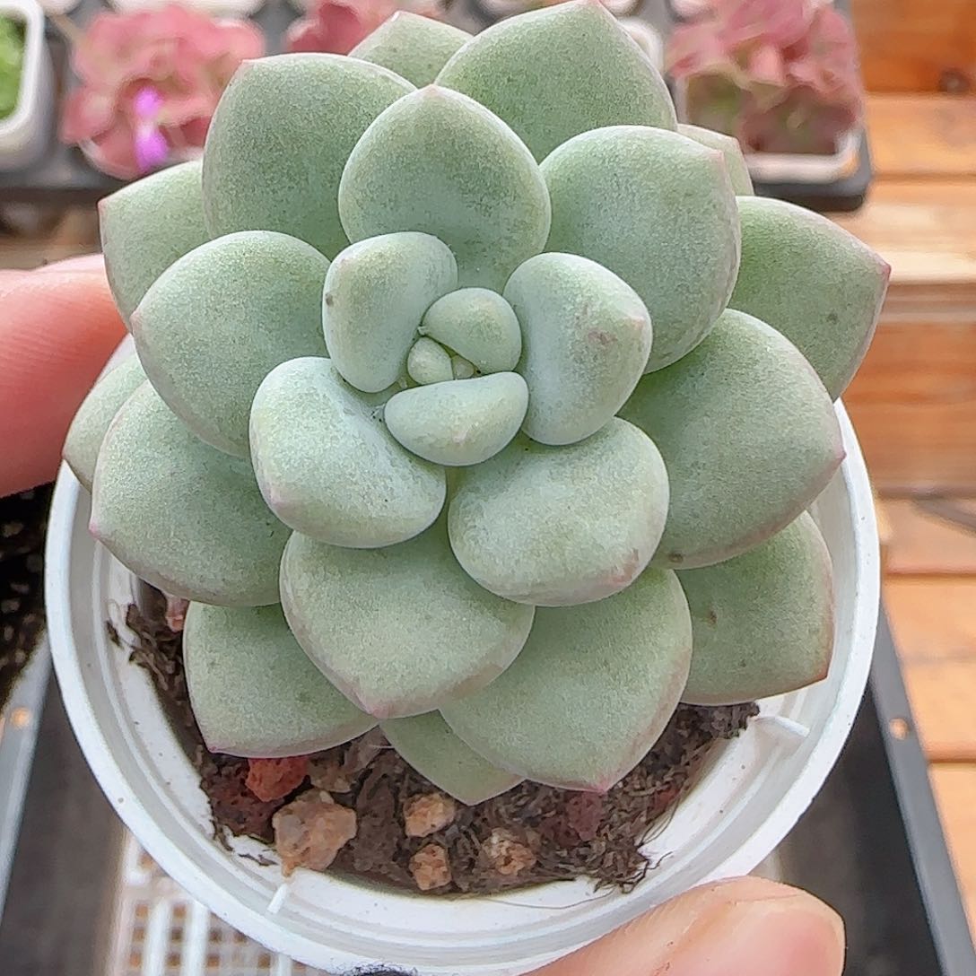 多肉0720-213泡泡糖