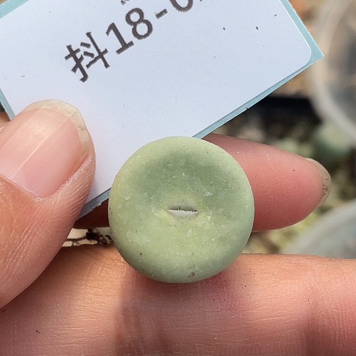 18-2肉锥sub多肉植物