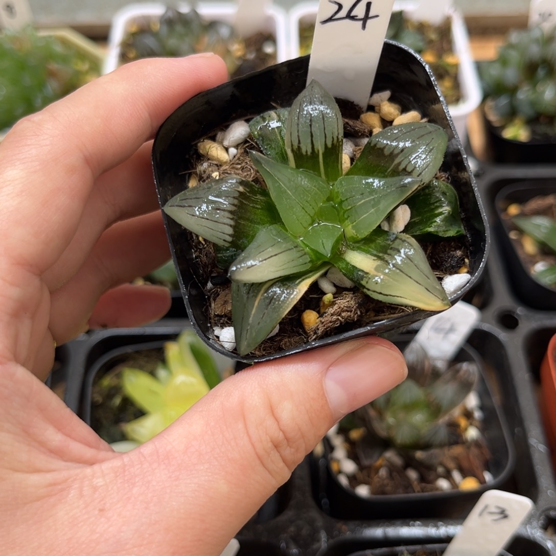 24红纹玉露锦一物一拍