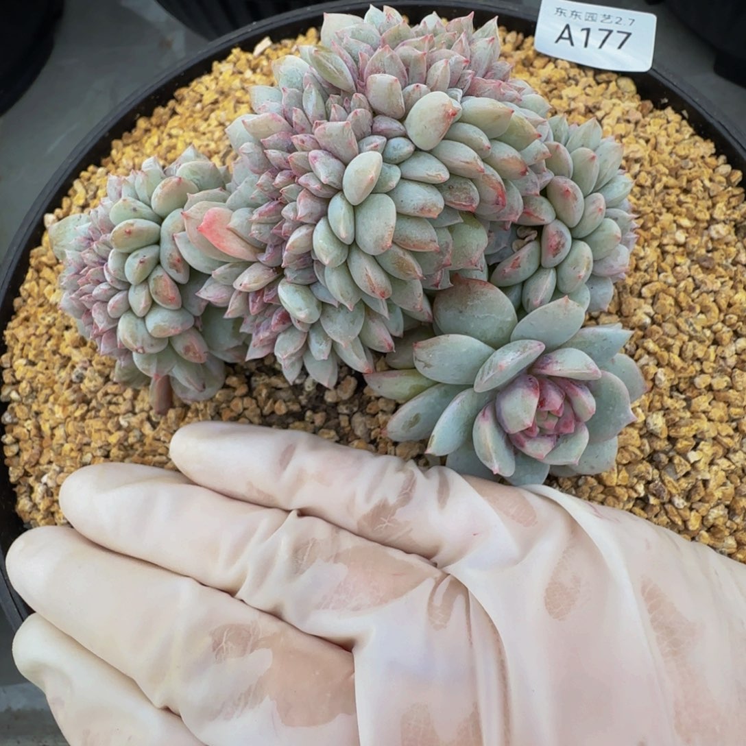 a a a a a a a a 177