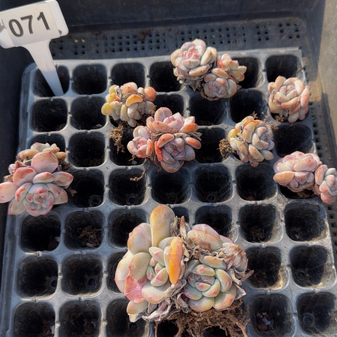 071号一筐特价星影无售后