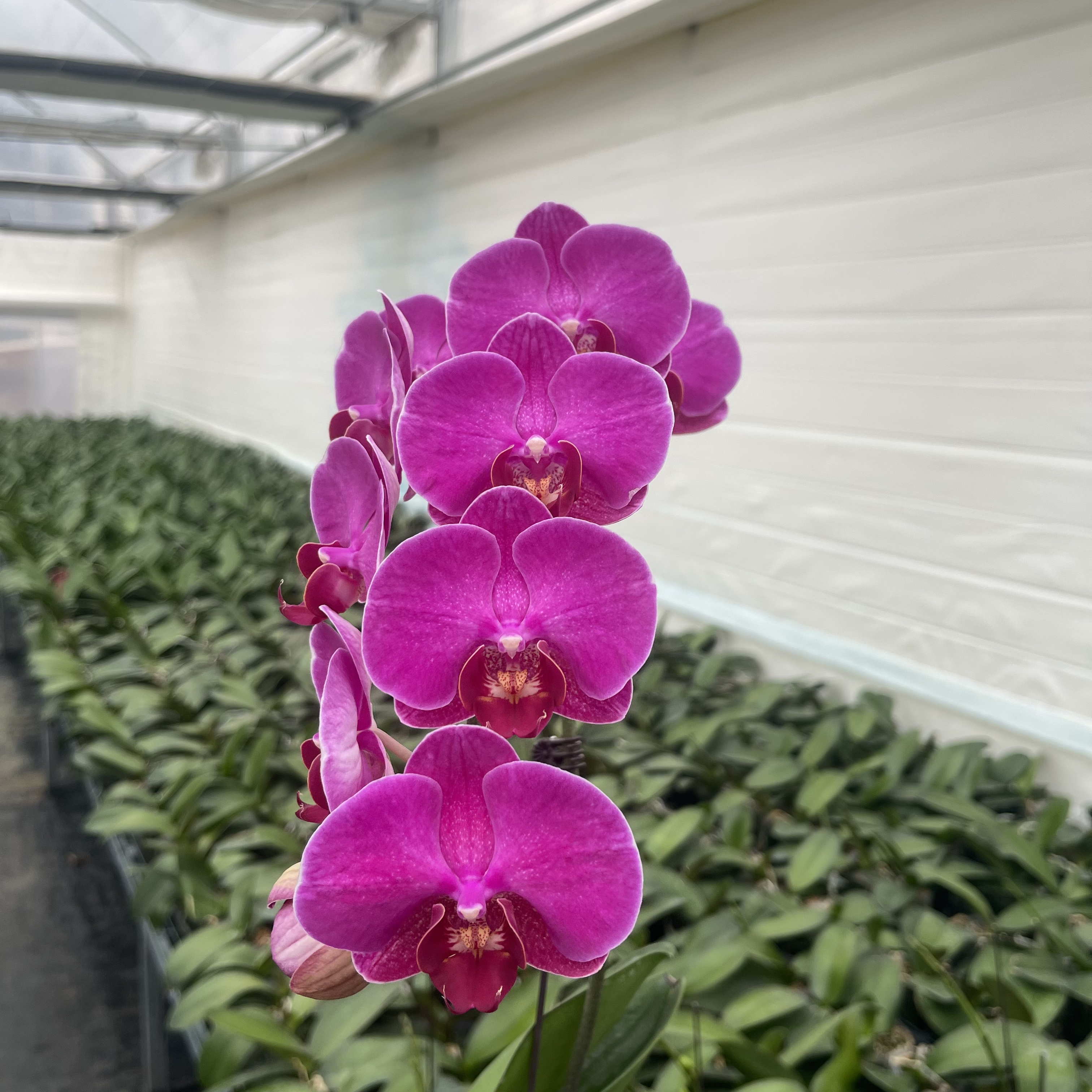 【秀新甄选】蝴蝶兰【红豆杉小花苞株】3.0寸无花 叶片瑕疵 介意勿拍