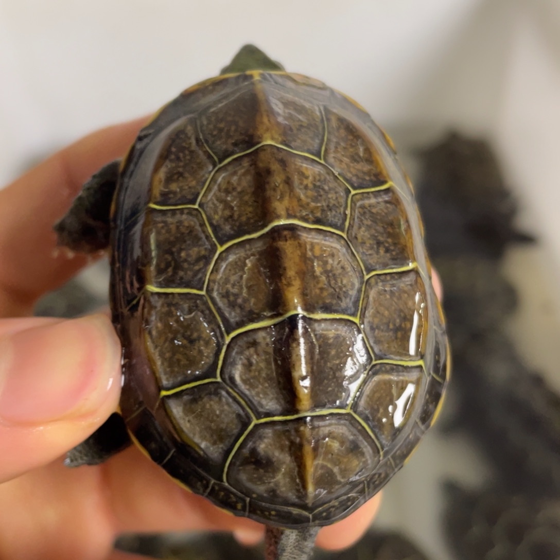 苏北金线冷水草龟