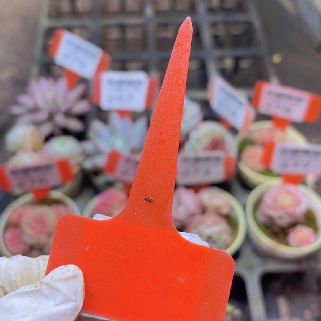      多肉植物保温棉