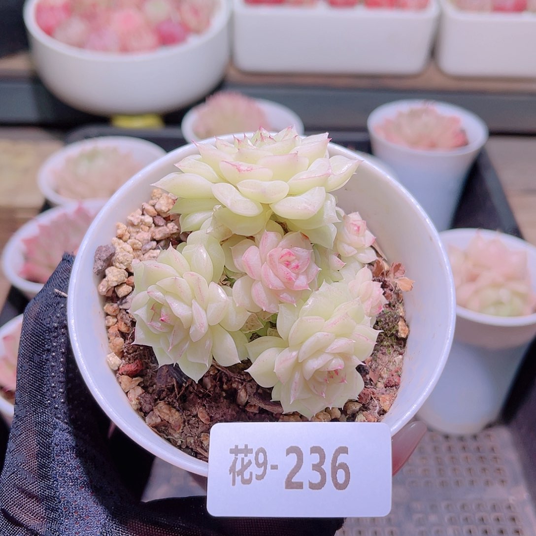花利美9-236白天鹅