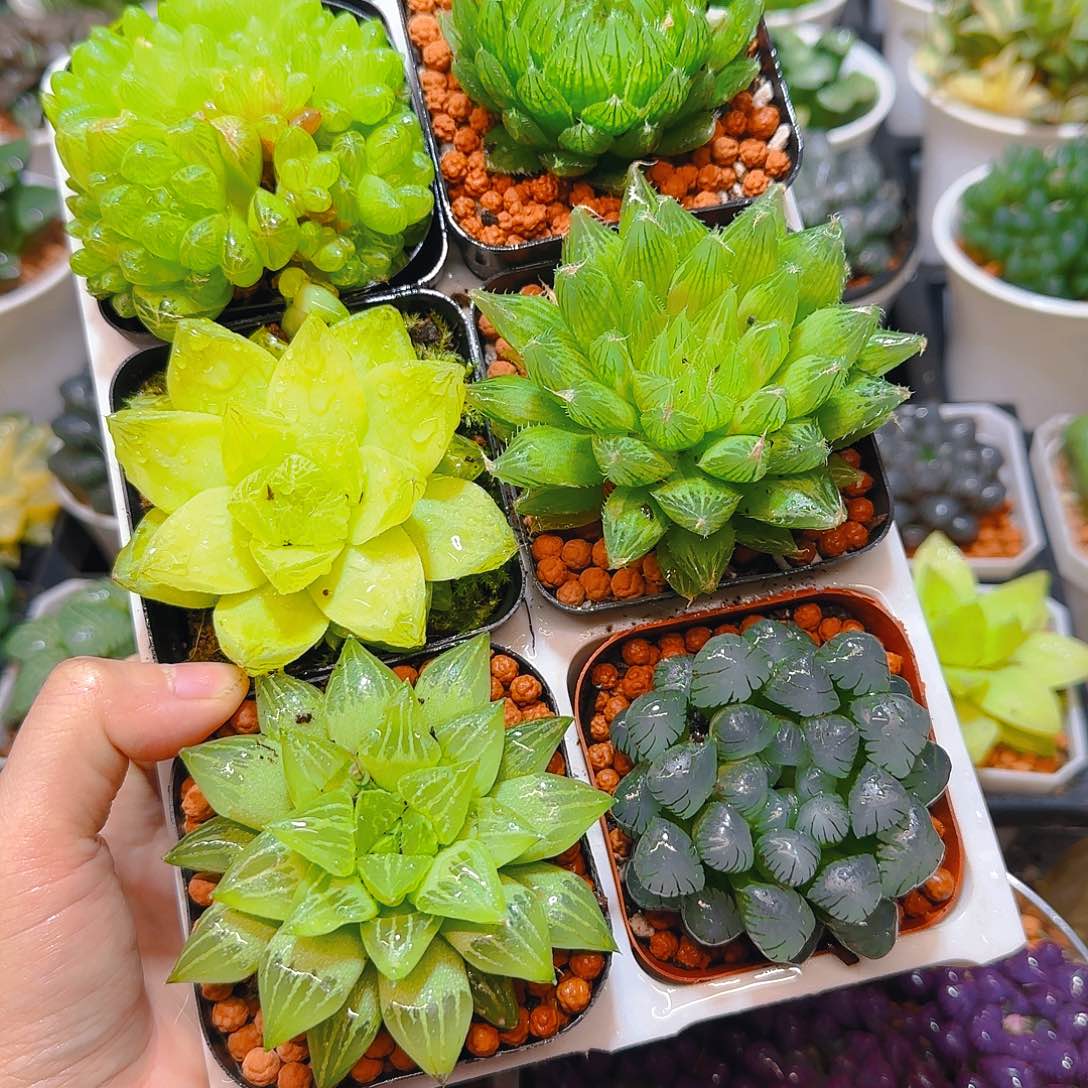 玉露六件套多肉，原盆