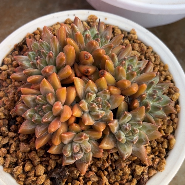 新品 美人系 多肉植物