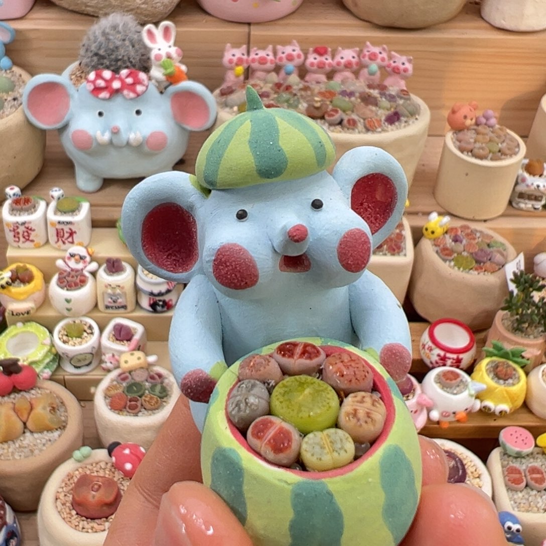 多肉植物29号小大象