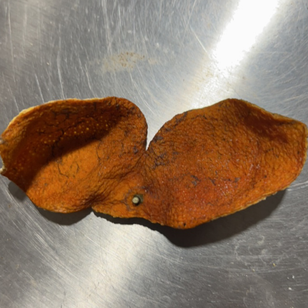 天马老树冬后大红皮断皮