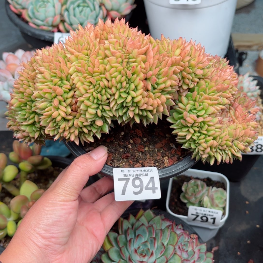 红玉缀无盆土发货