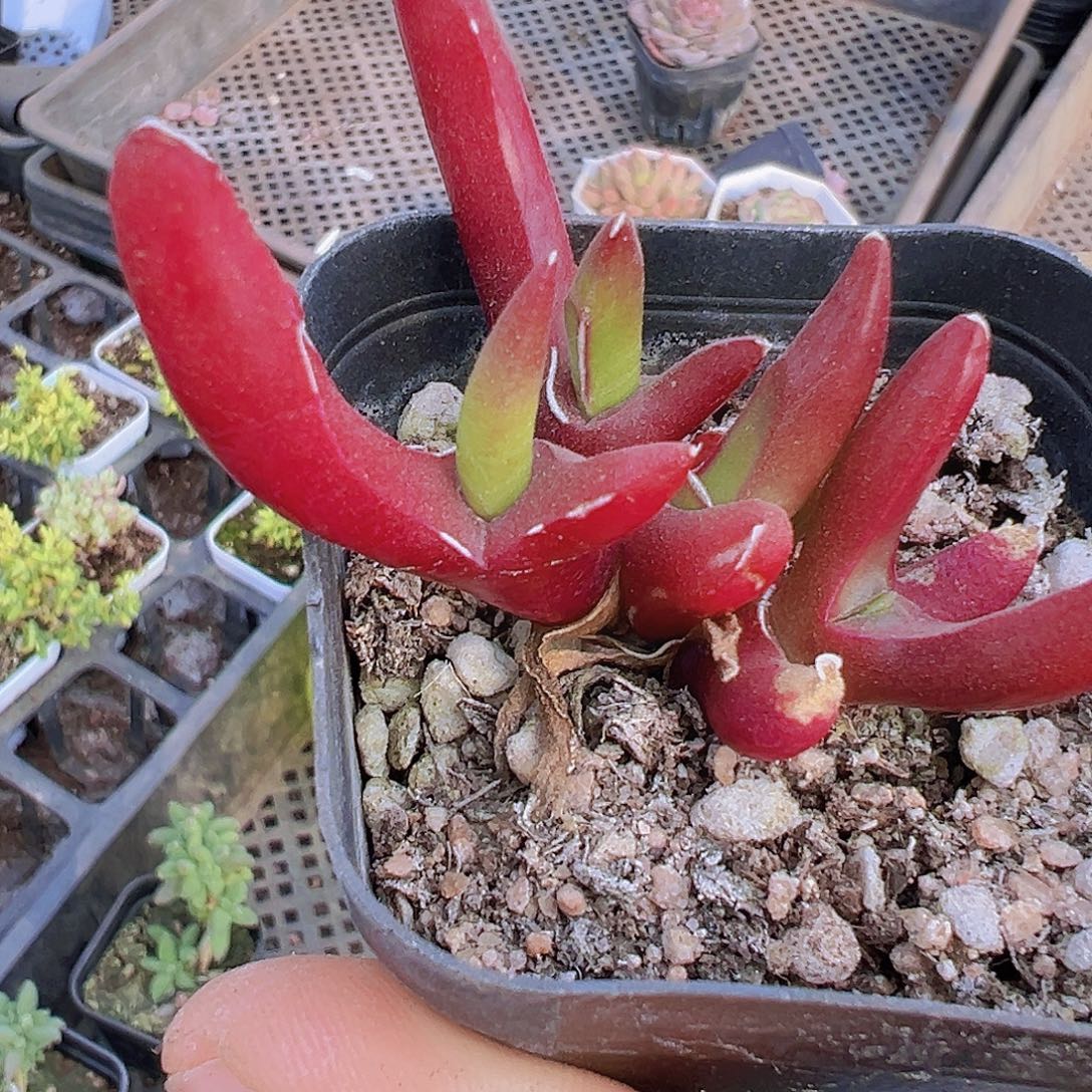 新妖19包邮多肉植物