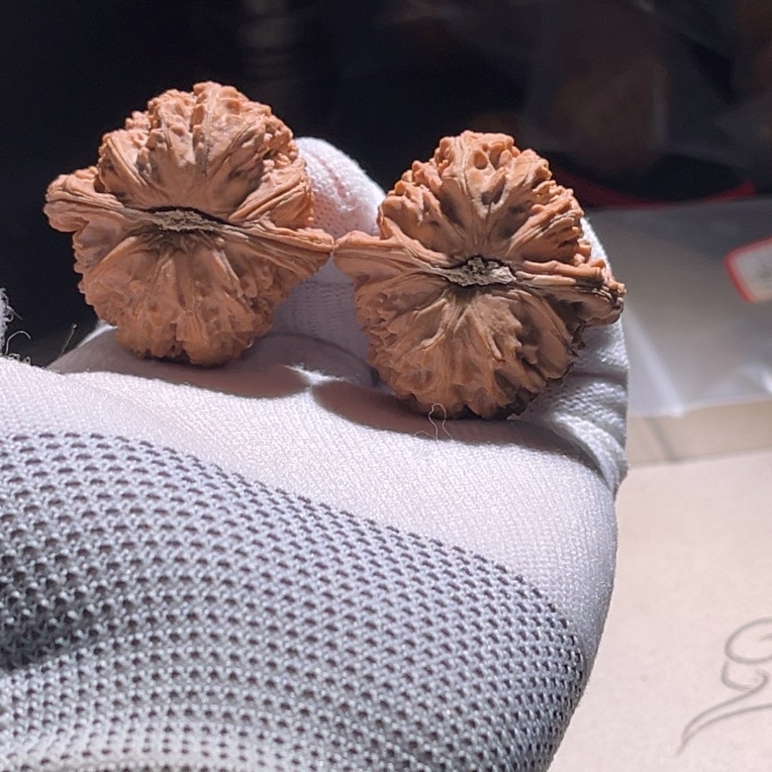 又***深白狮子 白狮子 白狮子。