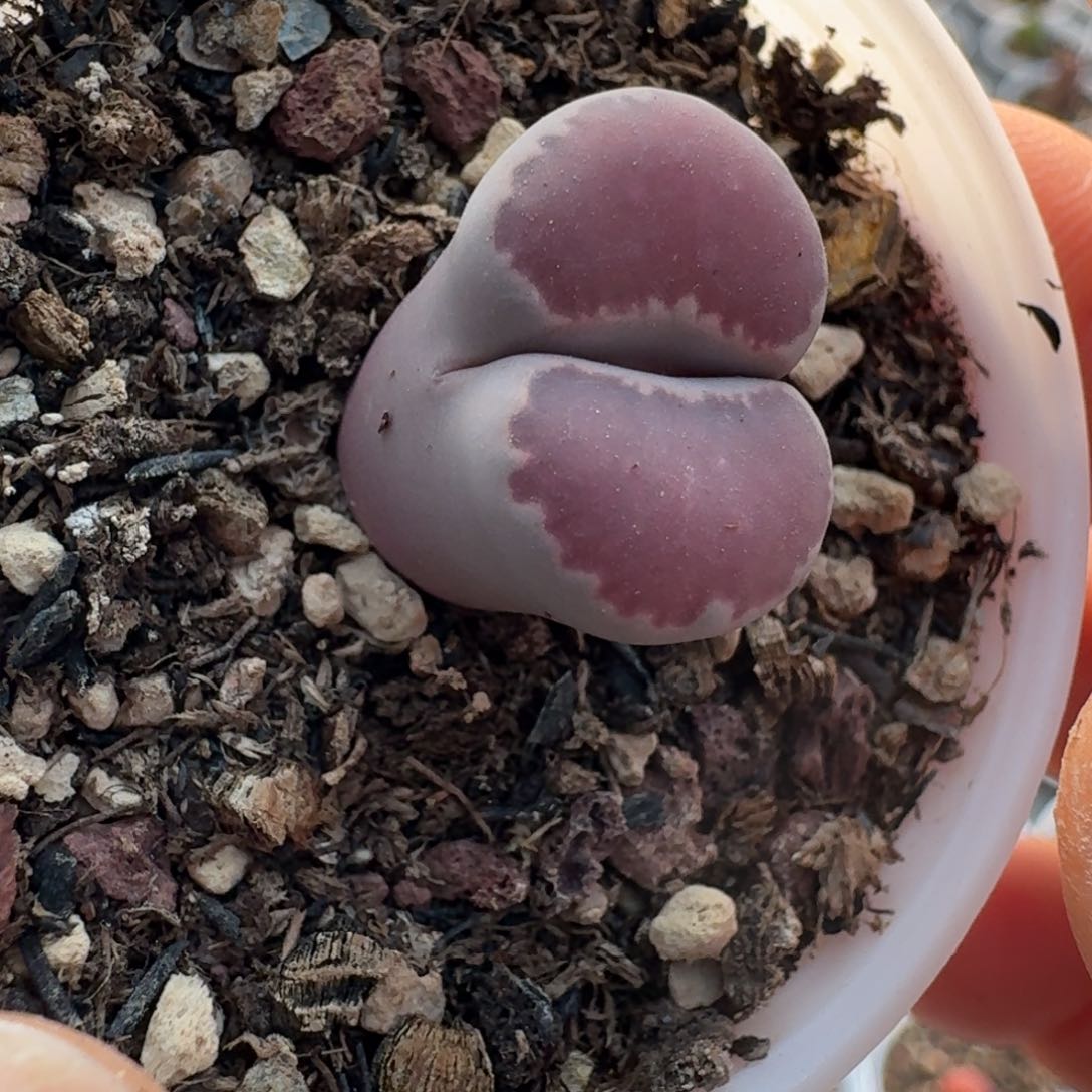 394紫饼干5888000000