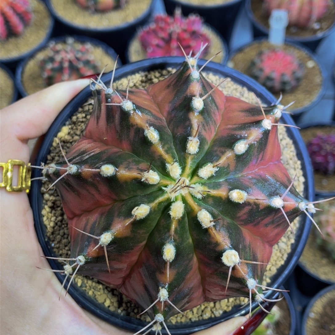 实生乌贼0000000000000109