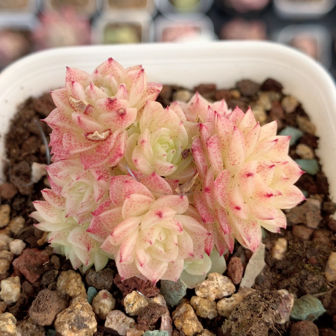 E110 ，20包邮两天凑单偏远不发货