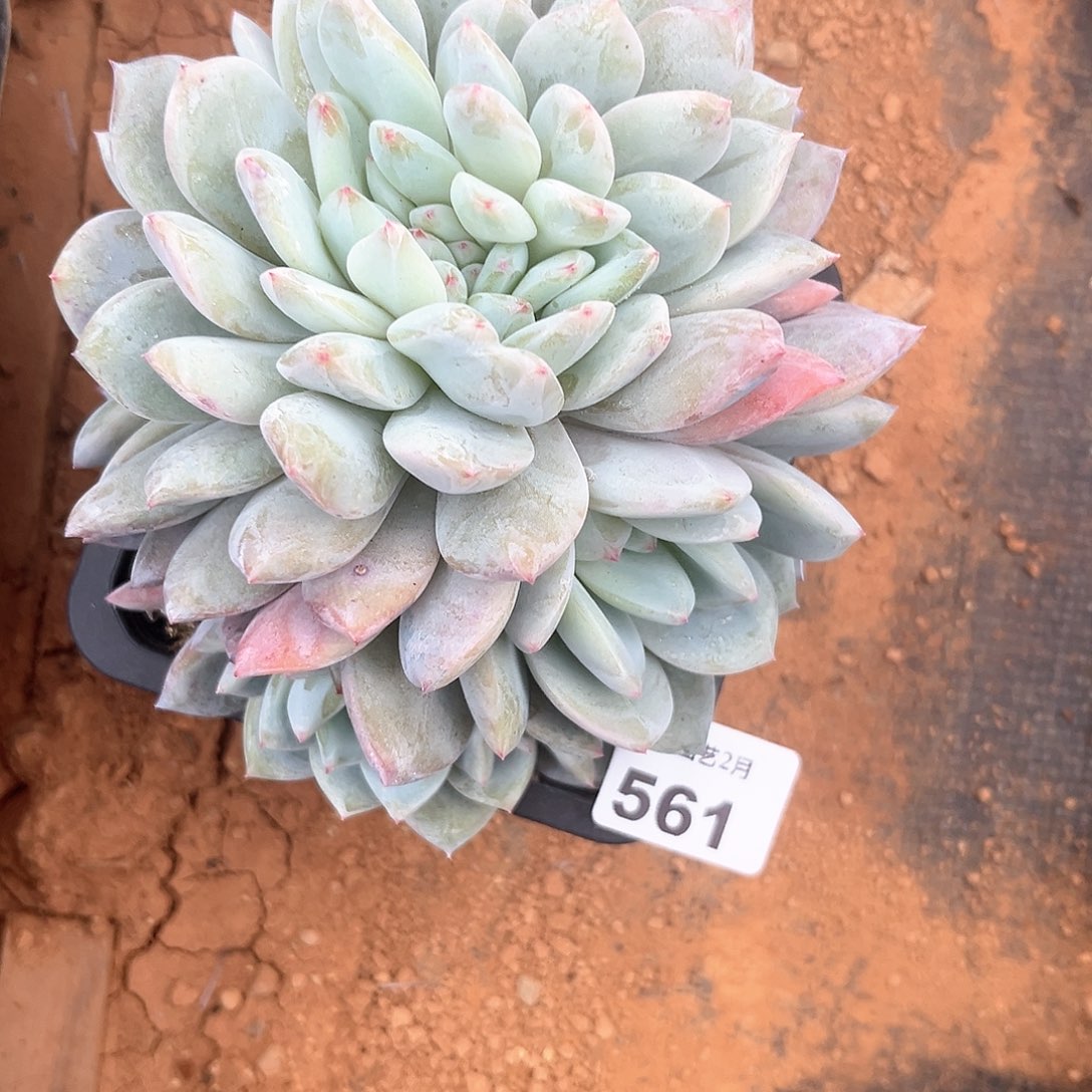 阿雅园艺。       561