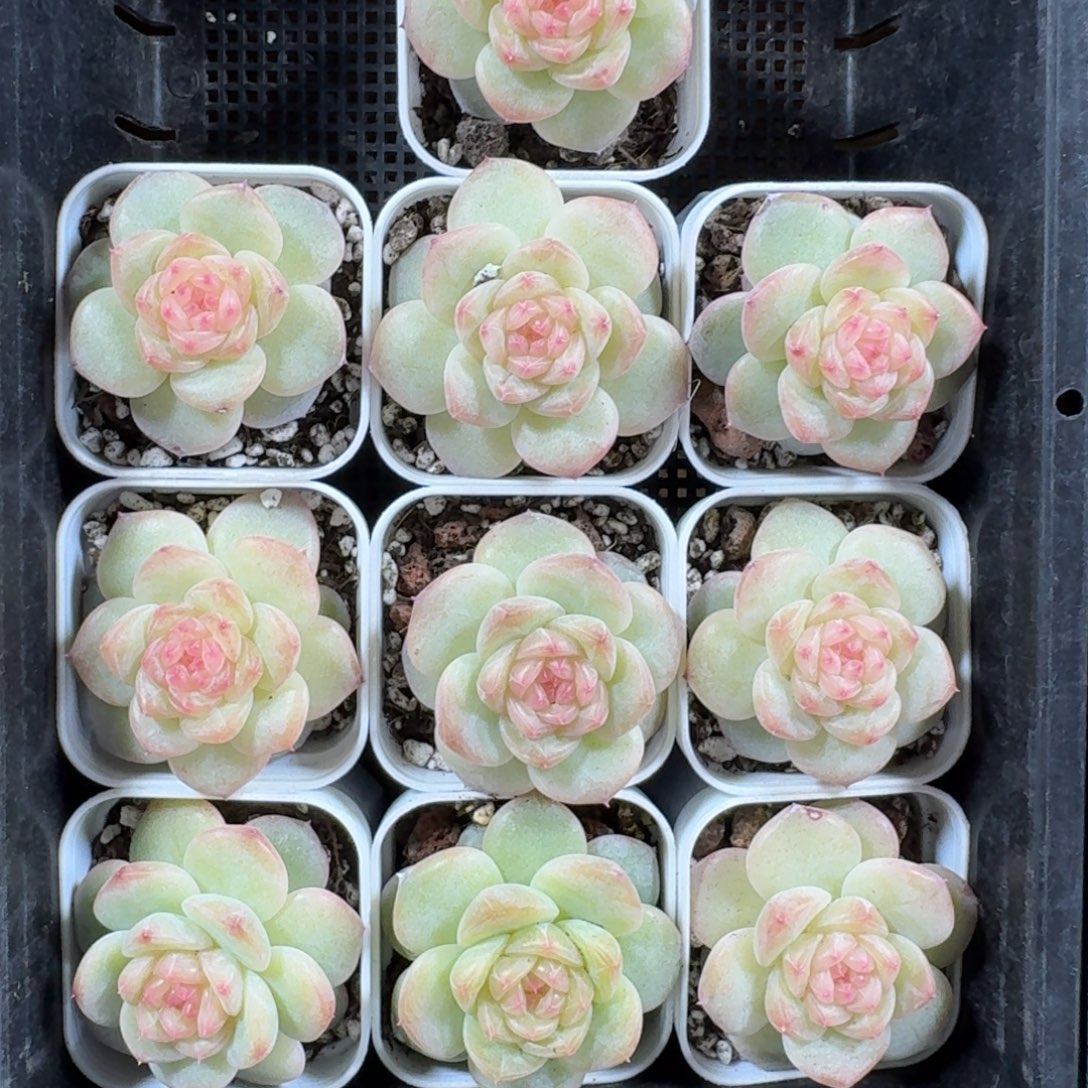 1129-070-晴天六一颗量拍