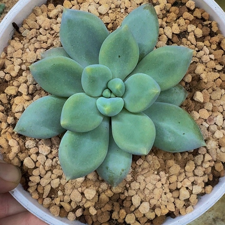 黄胖体 哥特 单头 一物一拍