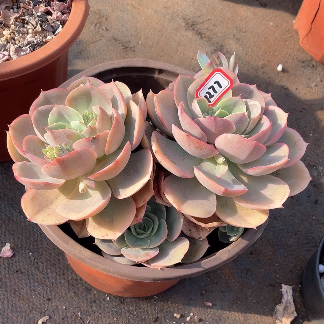 1277蓝色苍鹭一物一拍多肉