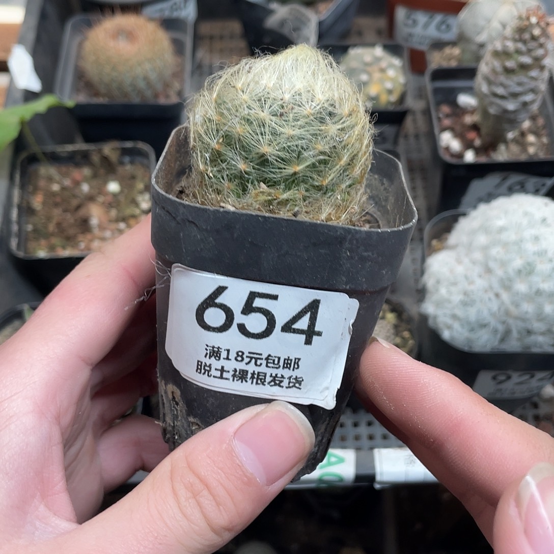 654舞星（满18包邮）