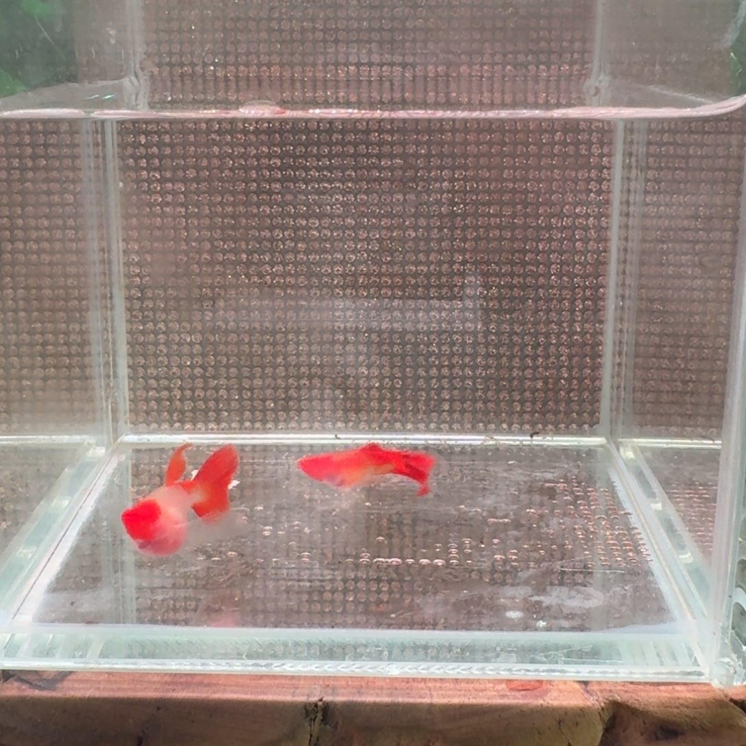 彩***空孔雀鱼深海蓝白子球C1对