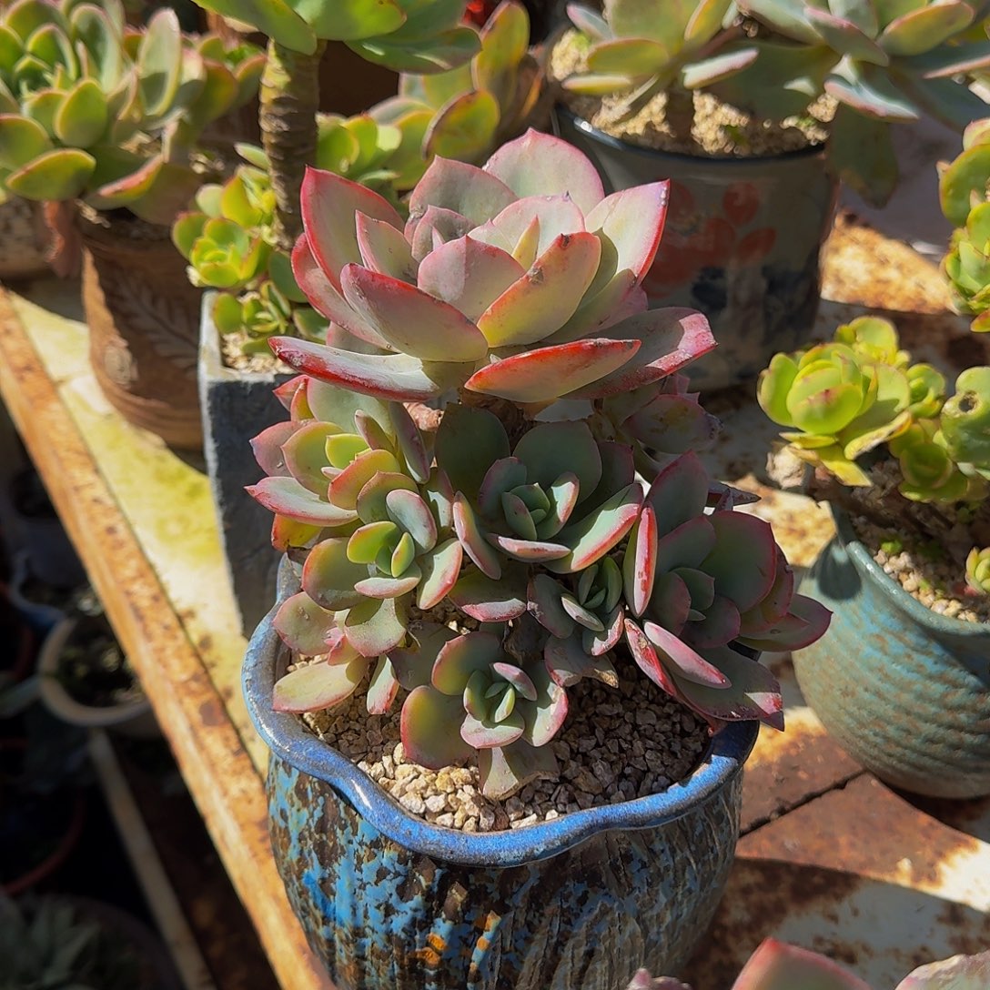 血凤一体无砍老庄