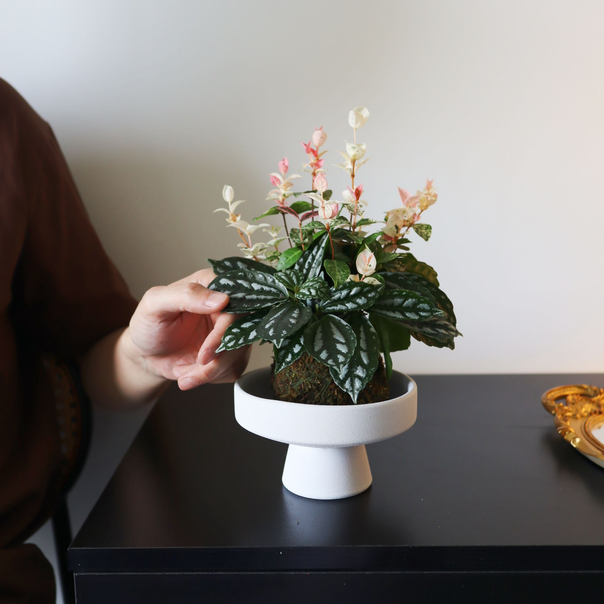 绿野仙踪花叶络石冷水花组合苔藓球精致微景观客厅书房桌面绿植